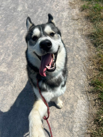 chien ZEUS