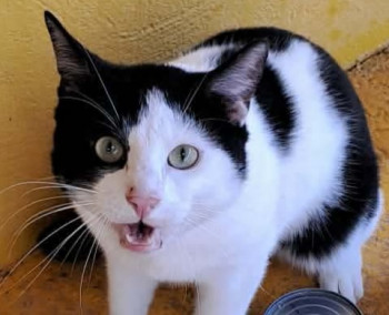 chat KORO