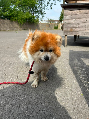 chien LARGO