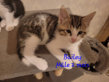 Bailey