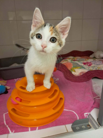 chat KIMI