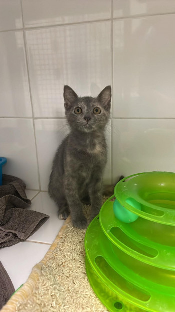 chat MIMI