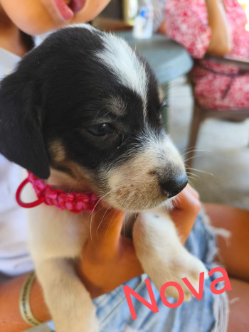 chien Nova