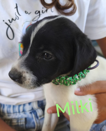 chien Milki