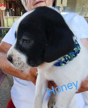 chien Honey