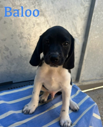 Baloo,