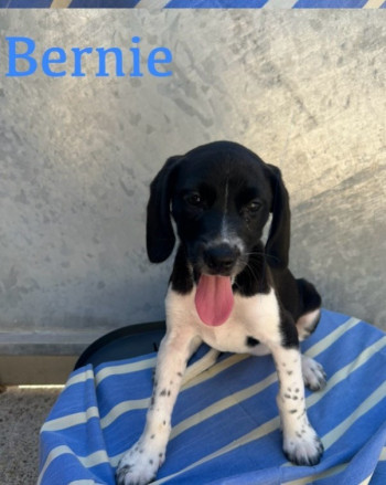 Bernie