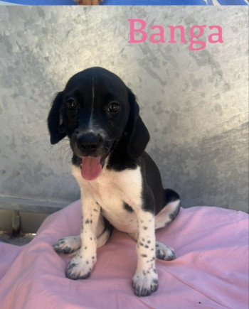Banga