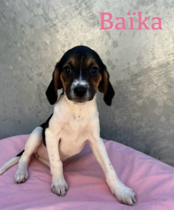Baika