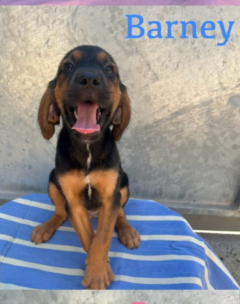 Barney