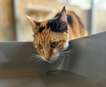 caramel