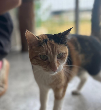 caramel