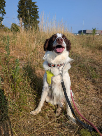 sam