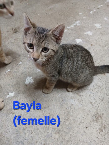 Bayla