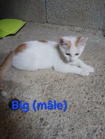 Big