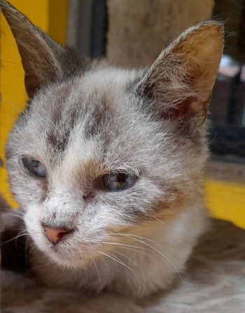 chat LILLY
