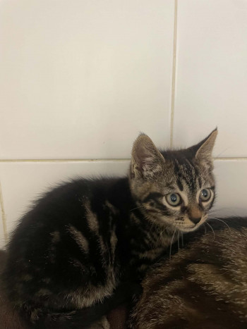 chat BYRON