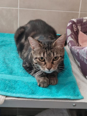 chat PERLE