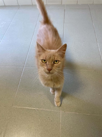 chat ESPOIR