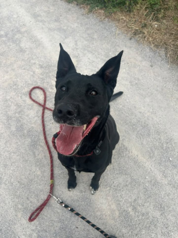 chien SORAYA