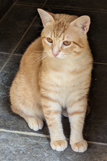 chat LONY