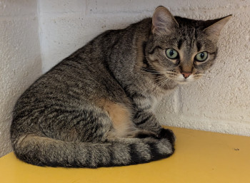chat BELLA