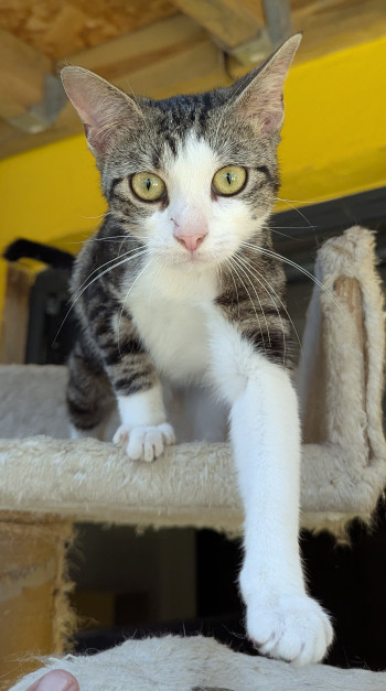 chat KATE
