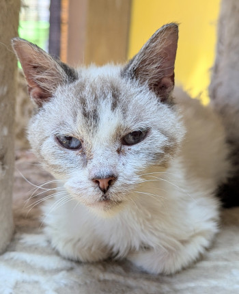 chat LILLY