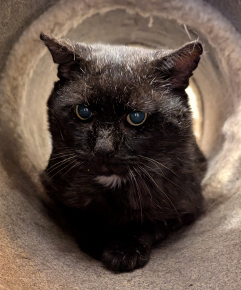 chat GOUROU