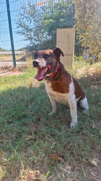 chien Old jack