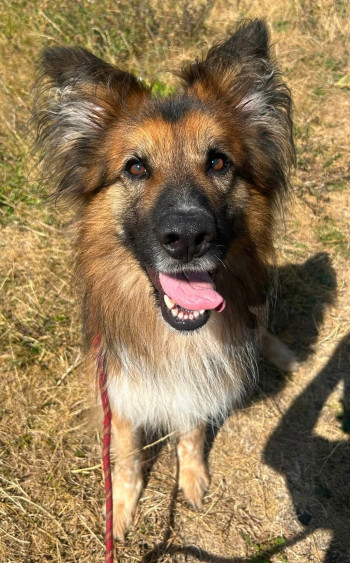 chien POUGO (rdv pris)