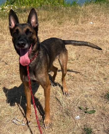 chien PAOLO