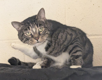 chat télio (rdv pris)