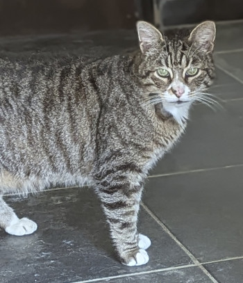 chat tiger