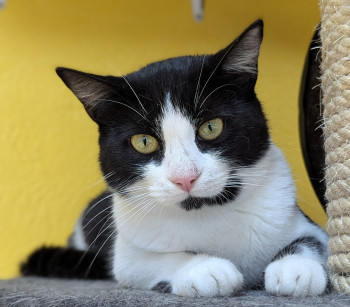 chat KAYA