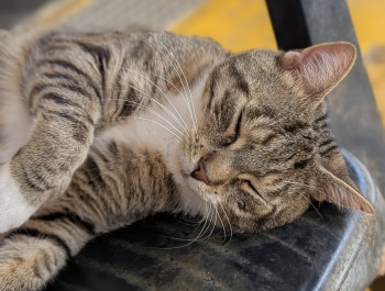 chat ASTON