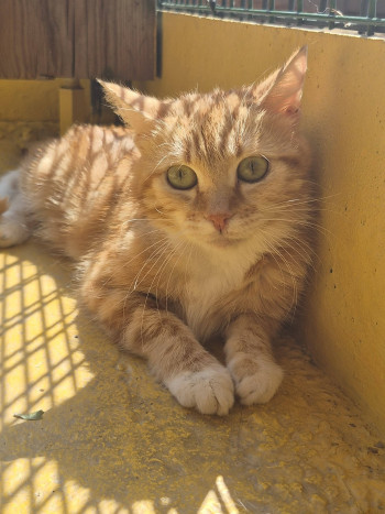 chat ASTREE