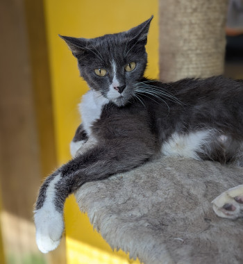 chat CAPUCINE