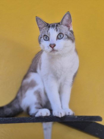 chat KUMA