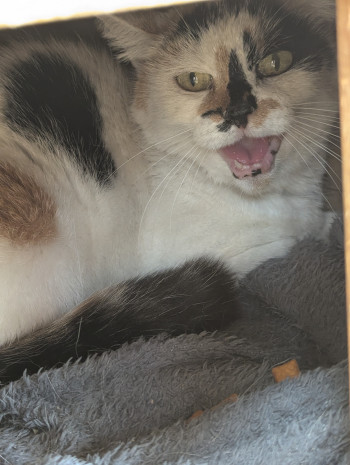 chat MINETTE