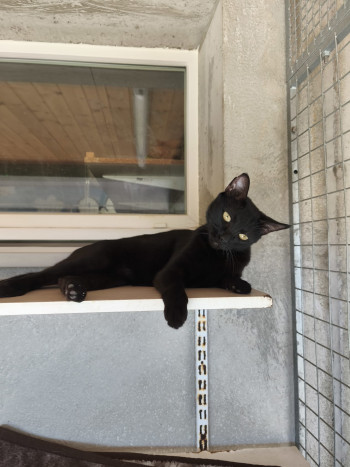 Lupin