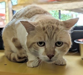 chat TARZAN