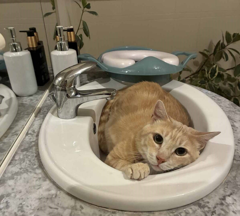 Curry au bain