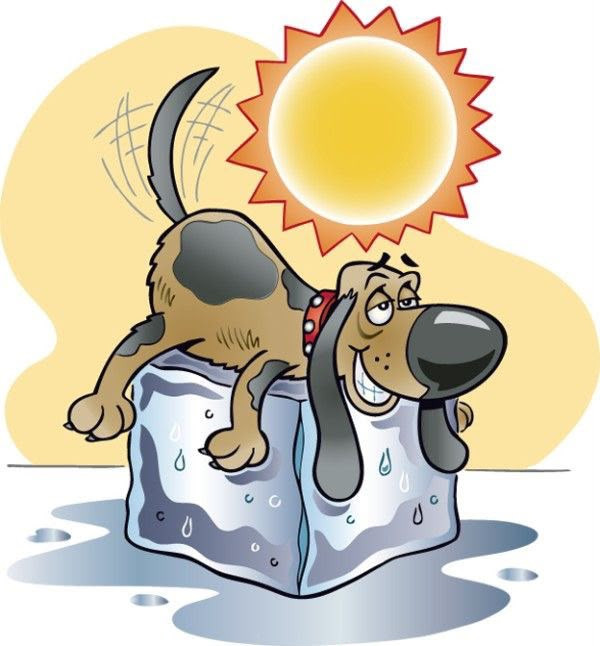 canicule
