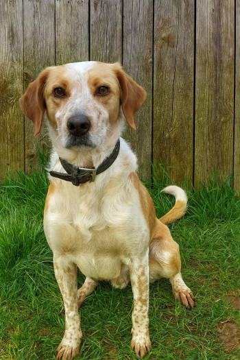 Pongo