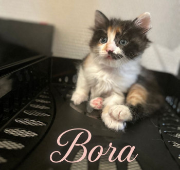 Bora