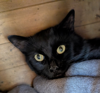 chat DIEGO