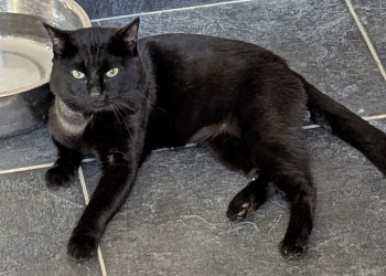chat POKY