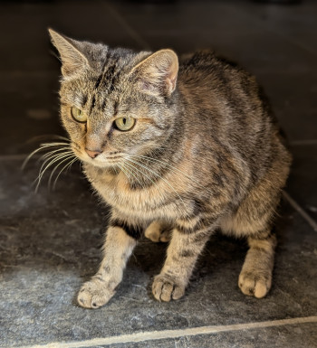 chat HINA