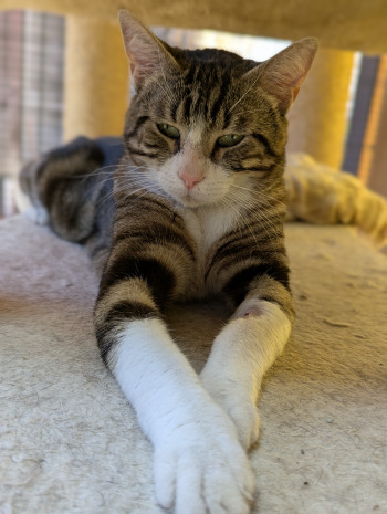 chat VOLTAIRE